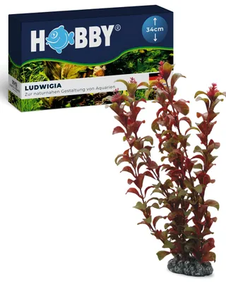 Immagine prodotto di Hobby Ludwigia, 34 cm