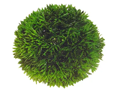 Produktbild von Hobby Plant Ball, 9 cm