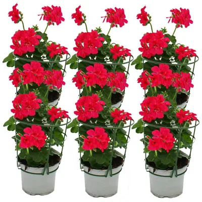 Produktbild von Geranien hängend - Pelargonium peltatum - 12cm Topf - Set mit 6 Pflanzen - pink