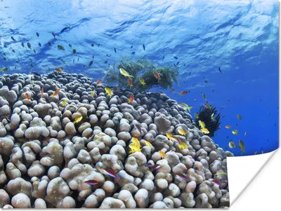 Produktbild von MuchoWow® Poster Unterwasser-Riff mit Fischen 160x120 cm - Foto Plakat