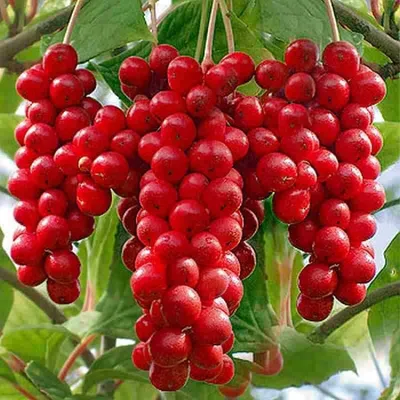 Close-up of red berries on a vine.