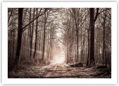 Produktbild von Poster - Poster ohne Rahmen - Wald Straße Baum - 70x50 cm - Wand Bild - Wanddeko - Wandbilder - Kunstposter - Wandposter - Bilder - Kunstdruck - Wanddekoration - Wandbild - P2XAA70x50-3620