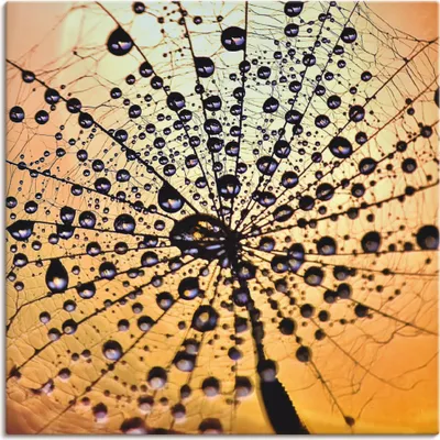 Produktbild von ARTland Leinwandbild Pusteblume Tröpfchenfang Größe: 30x30 cm