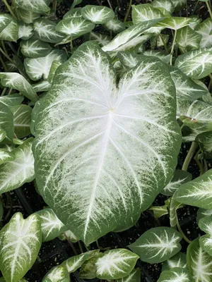 Produktbild von Caladium Aaron (Weißes Elefantenohr) (1 Knolle)