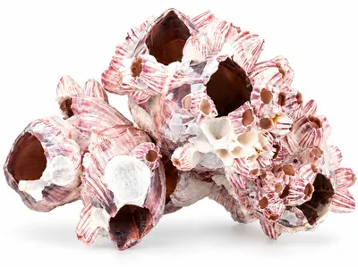 Seepocke Balanidae ca. 15 cm in Rosa-Weiß freigestellt auf weißem Hintergrund
