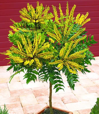 Produktbild von BALDUR Garten 1x Mahonien-Stämmchen, Pflanze im 3 Liter-Topf, Mahonia Zierstämmchen winterhart, immergrün, duftende Blüten, Mahonia bealei, Zierstrauch, Zierstämmchen, Winterblüher