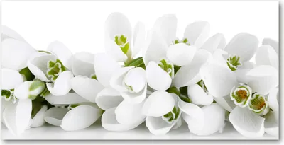 Produktbild von Tulup® Glas-Bild - 100x50 -Wandkunst - Wandbild hinter gehärtetem Sicherheitsglas  - Blumen & Pflanzen - Schneeglöckchen - Weiß