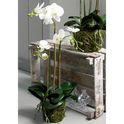 Produktbild von Emerald Künstliche Phalaenopsis-Orchidee Weiß 70 cm