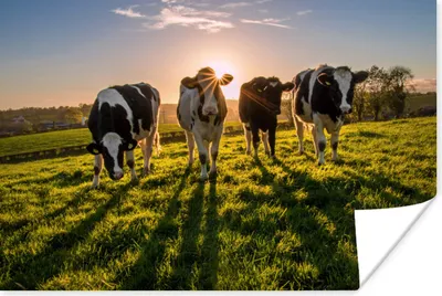 Produktbild von MuchoWow® Poster Kühe - Sonne - Gras - Tiere - Bauernhof 30x20 cm - Plakate - Print