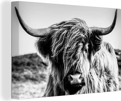 Produktbild von OneMillionCanvasses® Malba na plátně Nástěnná malba na plátně - Kráva - Skotský horal - Černá - Bílá - Zvíře - Příroda - Divoká zvěř - 150x100cm