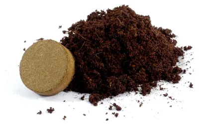 Produktbild von Sukkulenten - Blühende Steine/Conophytum Mix - 40 Samen - Mit keimfreiem Anzuchtsubstrat