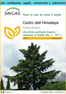 Immagine prodotto di SAFLAX Set regalo - Cedro dell Himalaya - 35 semi - Cedrus