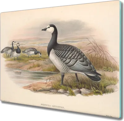 Produktbild von Coloray Schneidebrett Herdabdeckplatte 60x52 cm Kochplattenabdeckung Hackbrett Küchenbrett - Vögel Tiere