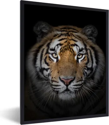 Produktbild von MuchoWow® Gerahmtes Poster Tiger - Wildtiere - Porträt - Schwarz - Tiere 60x80 cm - Poster mit Schwarzem Bilderrahmen Wandposter Rahmen Foto Bilder - Premium - Wanddeko Wohnzimmer