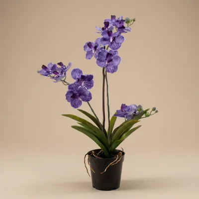 Produktbild von Orchidee Vanda Kunstpflanze 60 cm - Lila - Im Topf