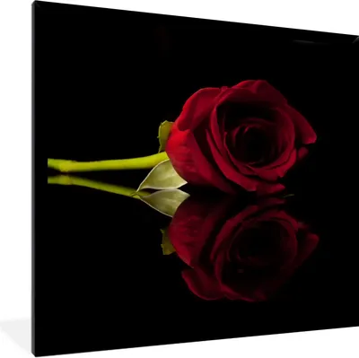 Produktbild von MuchoWow® Gerahmtes Poster Rosen - Schwarz - Rot 40x40 cm - Poster mit Schwarzem Bilderrahmen Wandposter Rahmen Foto Bilder - Mit Rahmen - Wanddekoration Schlafzimmer