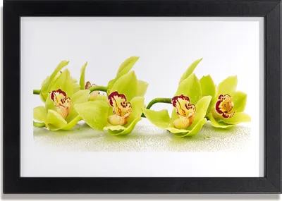 Produktbild von Bild 30x20 MDF-Rahmen Wandkunst Blumen Pflanzen Natur