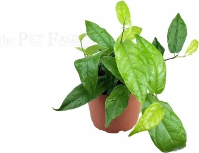 Zdjęcie produktu dla Ficus sagittata