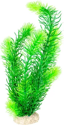 Produktbild von Aqua Della Aquariumpflanze Raues Hornblatt, Maße: 32 cm
