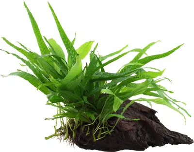 Produktbild von Aquarium Pflanze Microsorum pteropus 'Narrow' auf Wurzel Tropica Nr.008A YWS