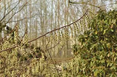 Image de Stachyurus praecox (japonicus) - Pervenche de Chine 40- 50 cm - conteneur