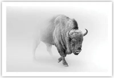Produktbild von Poster - Poster ohne Rahmen - Wisent Schwarzweiß Licht - 91,5x61 cm - Wand Bild - Wanddeko - Wandbilder - Kunstposter - Wandposter - Bilder - Kunstdruck - Wanddekoration - Wandbild - P2XAA91x61-4418