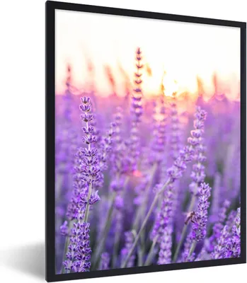Produktbild von MuchoWow® Gerahmtes Poster Lavendel - Nahaufnahme - Lila - Blumen 60x80 cm - Poster mit Schwarzem Bilderrahmen Wandposter Rahmen Foto Bilder - Premium - Wanddeko Wohnzimmer