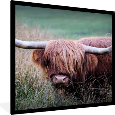 Produktbild von MuchoWow® Gerahmtes Poster Schottischer Highlander - Hörner - Gras 40x40 cm - Poster mit Schwarzem Bilderrahmen Wandposter Rahmen Foto Bilder - Mit Rahmen - Wanddekoration Schlafzimmer