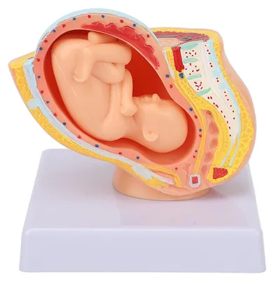 Obrázok produktu pre Anatomický model panvy, celofetálny model, odnímateľné orgány, pre lekárske vzdelávanie