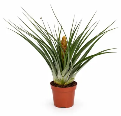 Produktbild von Tillandsia "Flavobracteata" - blühende Luftnelke - 11cm Topf - 40cm hoch