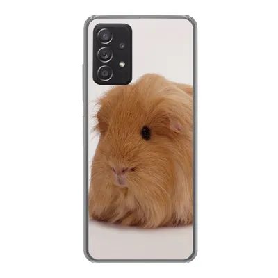 Produktbild von MuchoWow® Handyhülle Schutzhülle Hülle für Samsung galaxy a73 Sheltie-Meerschweinchen Silikon Softcase Handy Hülle - Handyhülle