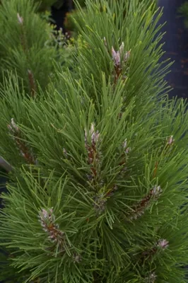 Produktbild von Pinus nigra Pyramidata  - Säulen-Schwarzkiefer - 40-50cm