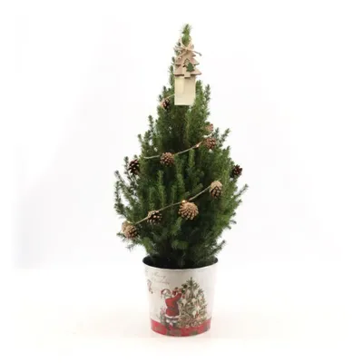 Productafbeelding van Kleine kerstboom in kerstdecoratiepot - 70 cm - Picea Glauca Conica