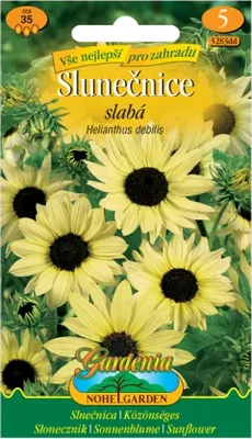 Image de Tournesol faible, beige