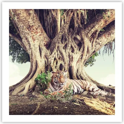 Produktbild von Poster - Poster ohne Rahmen - Tiger Wild Baum - 60x60 cm - Wand Bild - Wanddeko - Wandbilder - Kunstposter - Wandposter - Bilder - Kunstdruck - Wanddekoration - Wandbild - P2XAC60x60-5124