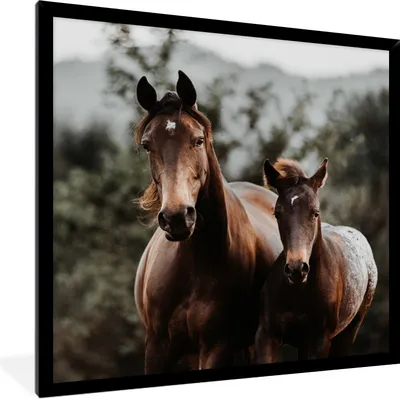 Produktbild von MuchoWow® Gerahmtes Poster Pferd - Fohlen - Natur 40x40 cm - Poster mit Schwarzem Bilderrahmen Wandposter Rahmen Foto Bilder - Mit Rahmen - Wanddekoration Schlafzimmer