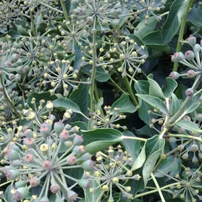 Immagine prodotto di Edera rampicante (Hedera helix 'Arborescens') | 40-50 cm in vaso