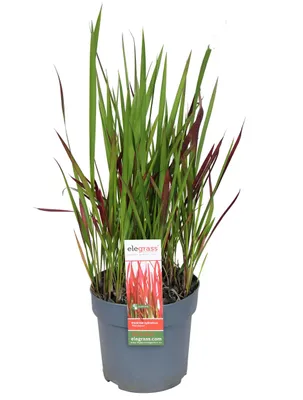 Produktbild von Japanische Blutgras Red Baron