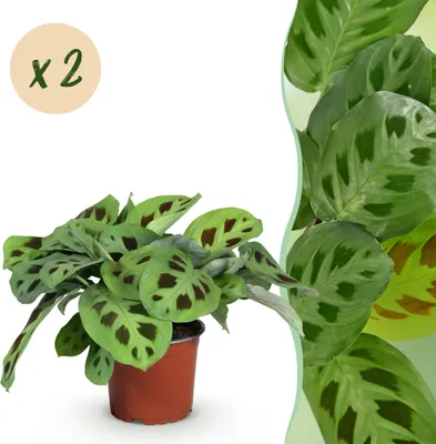 Image de Maranta Fascinator Kerchoveana - Plante de prière - Animaux domestiques - Vert - 2 Plantes - 30-35cm - Ø12cm - Plante d'intérieur - Vert persistant