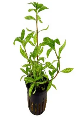 Produktbild von Hygrophila polysperma Sunset Indischer Wasserfreund Wasserpflanze Aquarium