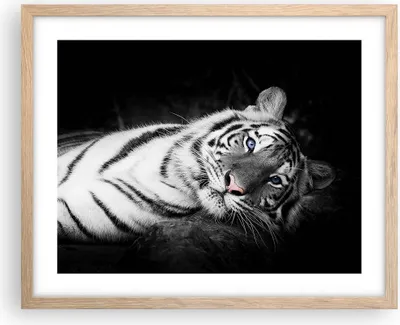 Produktbild von Gerahmtes Poster - Rahmen in heller Eiche - Weiß Tiger Schwarz und Weiß - 50x40 cm - Wand Bild - Wanddeko - Wandbilder - Wandposter - Bilderrahmen - Bilder - Kunstdruck - Wandbild - P2NAA50x40-4247