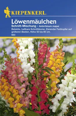 Zdjęcie produktu dla Löwenmäulchen, mieszanka odmian, dekoracyjna roślina, idealna do większych rabat, wysokość: 50-60 cm