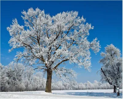 Produktbild von Wallario Poster - Schneebedeckter Baum mit blauen Himmel, Kunstdruck Größe: 40 x 50 cm