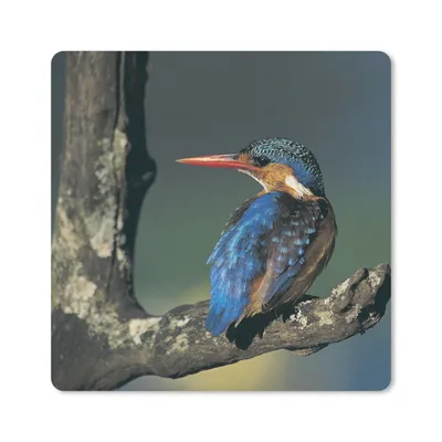 Produktbild von MuchoWow® Mauspad Mousepad Eisvogel - Tier - Farbenfroh 30x30 cm - Mousepads - Maus Mat - Pad - Mausunterlage - Gaming