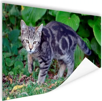 Produktbild von MuchoWow® Poster Katze - Haustier - Garten - Mädchen - Kinder - Kinder - Kind 120x80 cm - Bilder