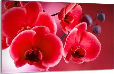 Produktbild von Herdabdeckplatte 80x52cm 1-teilig Glaskeramikkochfeld-Abdeckung Spritzschutz, Orchidee Rot