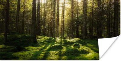 Produktbild von MuchoWow® Poster Bäume - Wald - Moos - Pflanzen - Sonne - Natur 120x60 cm - Bild