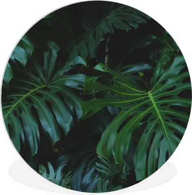 Produktbild von MuchoWow® Rundes Wandbild - Runde Bilder Pflanzen - Dschungel - Blätter Ø 90 cm Kreis Wanddekoration Kunststoff - Wandkreis - Wandschmuck - Wand-Kreis - Wohnzimmer - Bild - Runde - Wanddeko - Dibond - Kunstdrucke