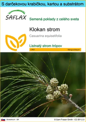 Obrázok produktu pre SAFLAX Darčeková sada - klokan strom - Casuarina equisetifolia - 200 Semená - S darčekovou krabičkou, prepravným štítkom, darčekovou kartou a pestovateľským médiom