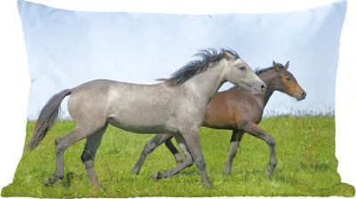 Produktbild von MuchoWow® Zierkissen Sofakissen Wohnzimmer Dekokissen 60x40 cm Pferde - Tiere - Gras - Kopfkissen - Polster mit Foto